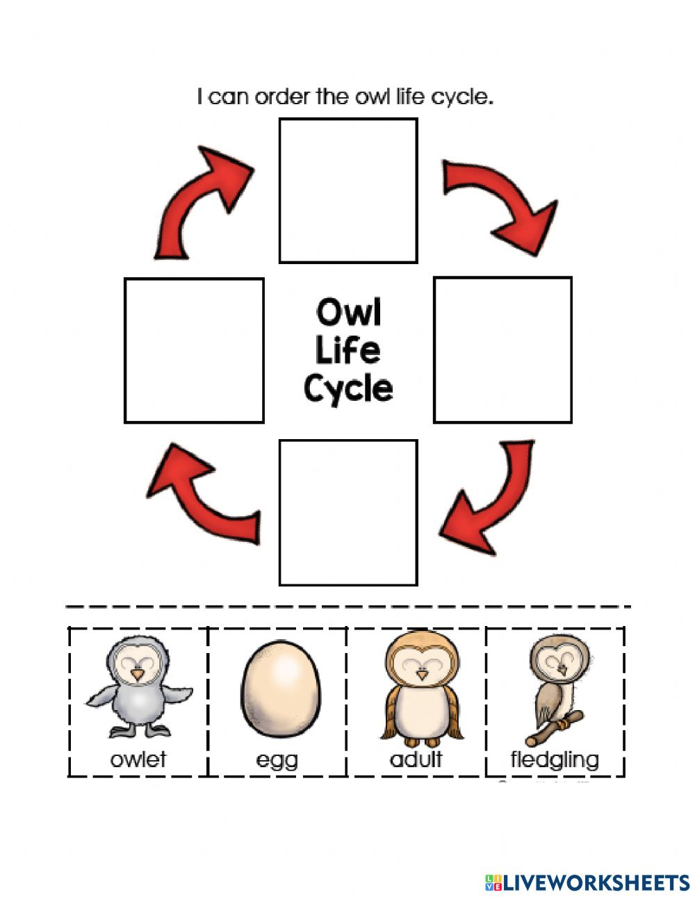 Ejercicio De Owl Life Cycle