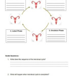 Explain The Phases During The Menstrual Cycle And Distinguish Each