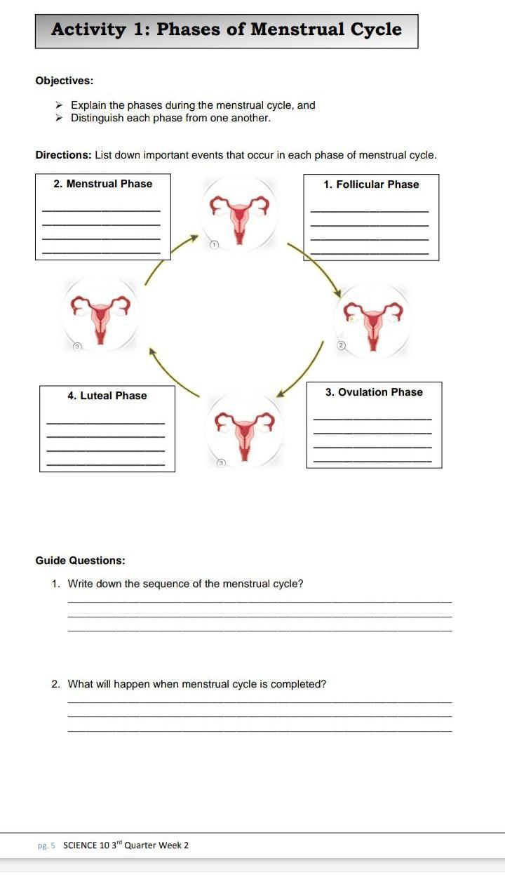 Explain The Phases During The Menstrual Cycle And Distinguish Each 