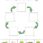 Ficha De Life Cycle Of A Frog