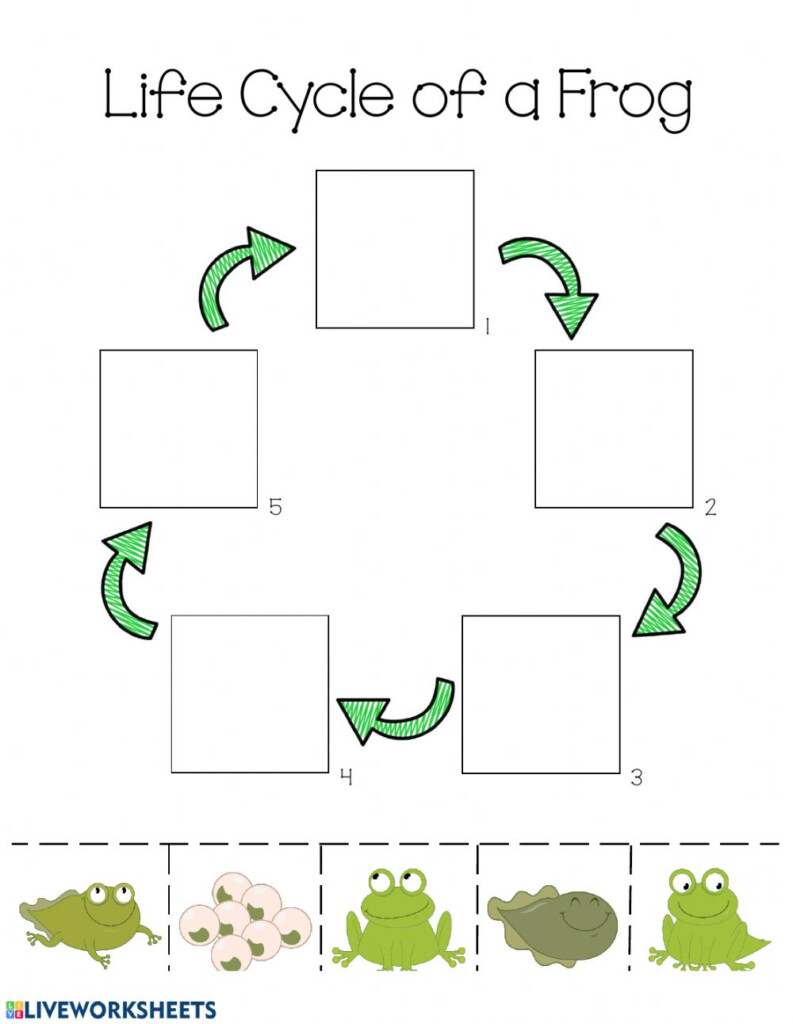 Ficha De Life Cycle Of A Frog