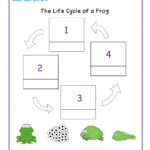 Ficha Online De Life Cycle Of A Frog