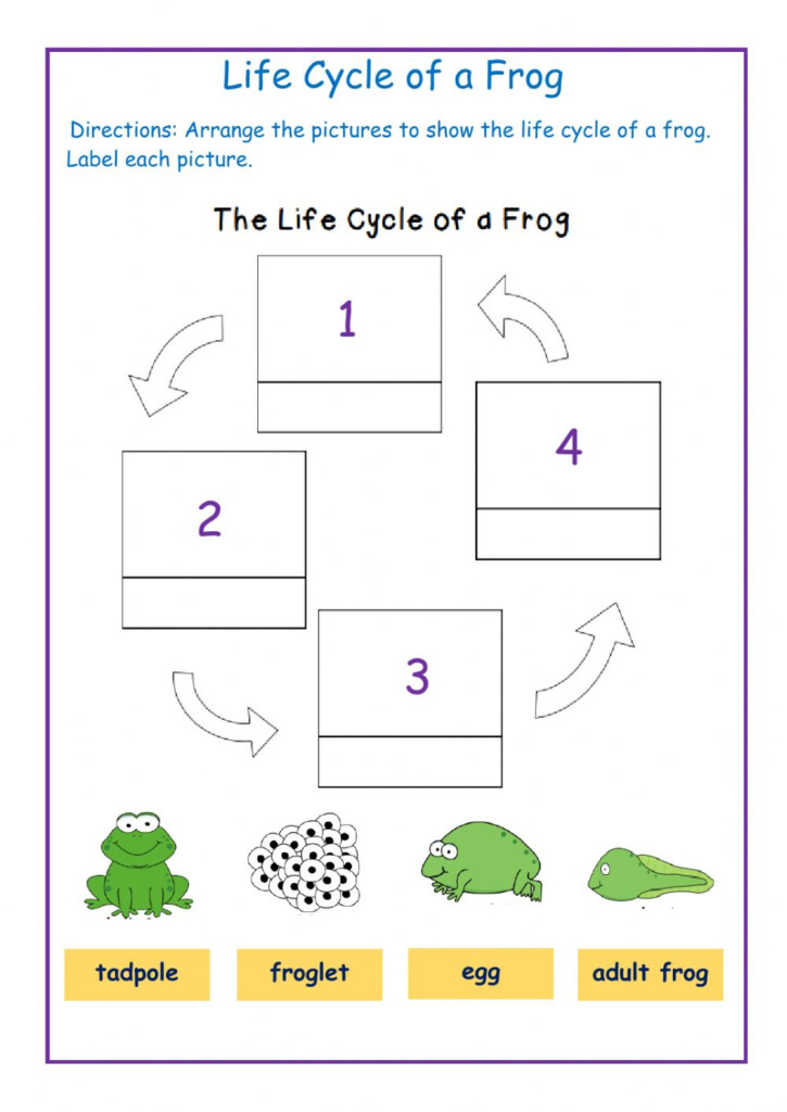 Ficha Online De Life Cycle Of A Frog