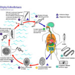 Fish Tapeworm Life Cycle Photograph By Cdc science Photo Library