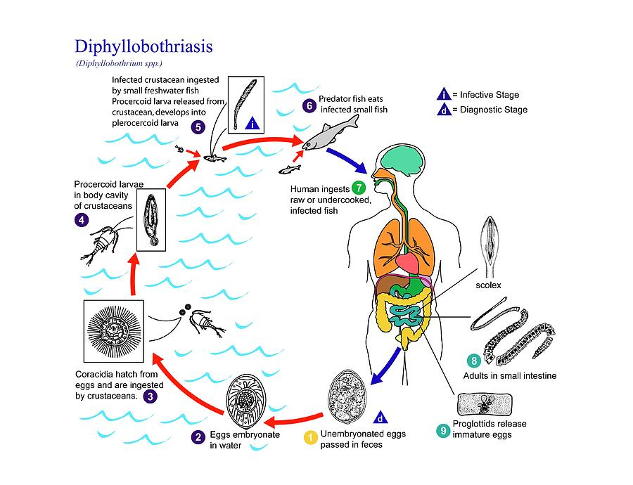 Fish Tapeworm Life Cycle Photograph By Cdc science Photo Library