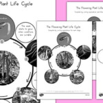 Flowering Plant Life Cycle Science Animals KS2 Seed