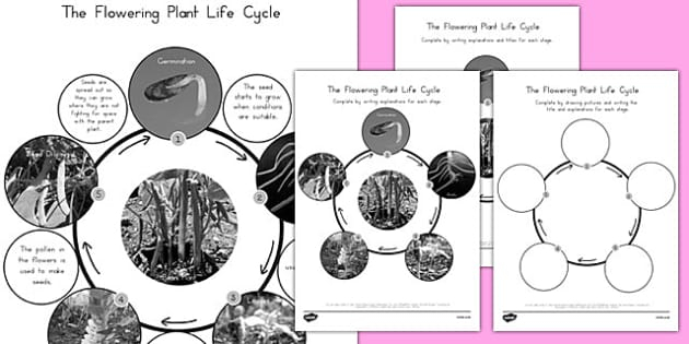 Flowering Plant Life Cycle Science Animals KS2 Seed