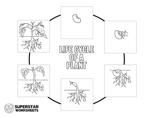 Flowers And Their Life Cycles Worksheet Answer Key Best Flower Site