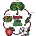 FREE Apple Life Cycle Printable Worksheets