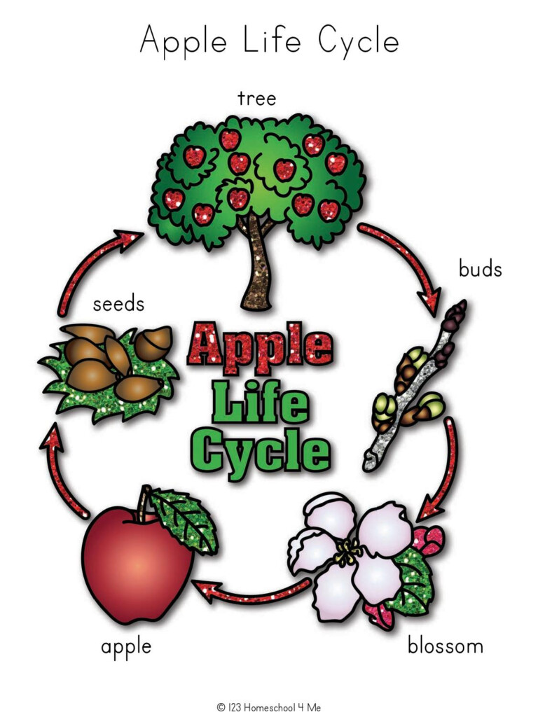  FREE Apple Life Cycle Printable Worksheets