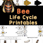 FREE Bee Life Cycle Worksheets Printables For Kids