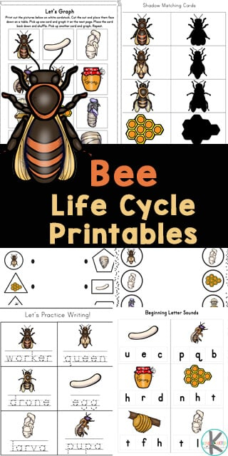  FREE Bee Life Cycle Worksheets Printables For Kids