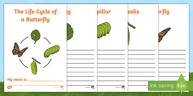 FREE Butterfly Life Cycles KS2 Workbook teacher Made 