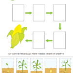 Free Corn Life Cycle Printable Thrifty Homeschoolers