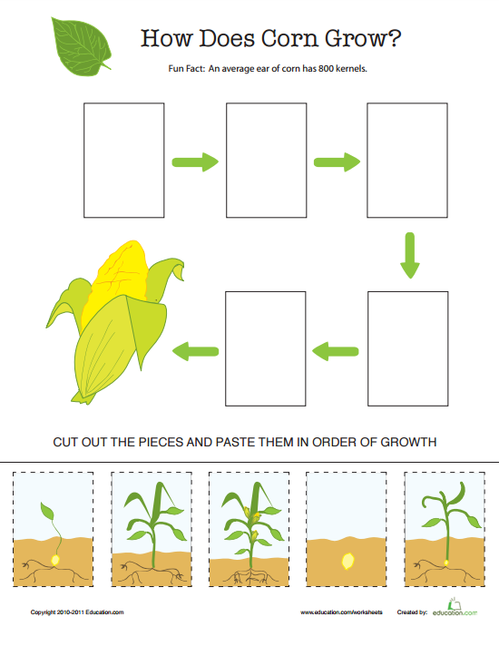 Free Corn Life Cycle Printable Thrifty Homeschoolers