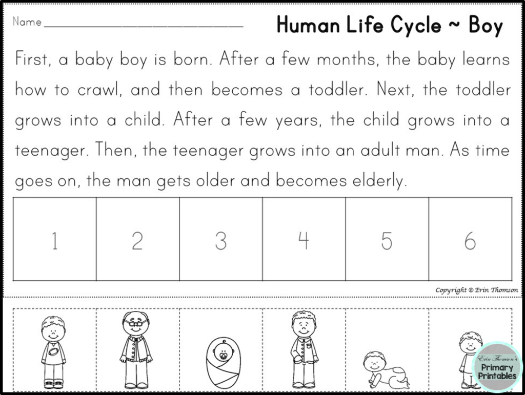 FREE Human Life Cycle Sequencing Story Boy And Girl Versions Included 