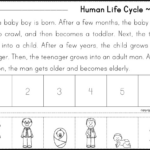 FREE Human Life Cycle Sequencing Story Boy And Girl Versions Included