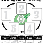 FREE Life Cycle Of A Frog Printable Worksheet Frog Life Cycle