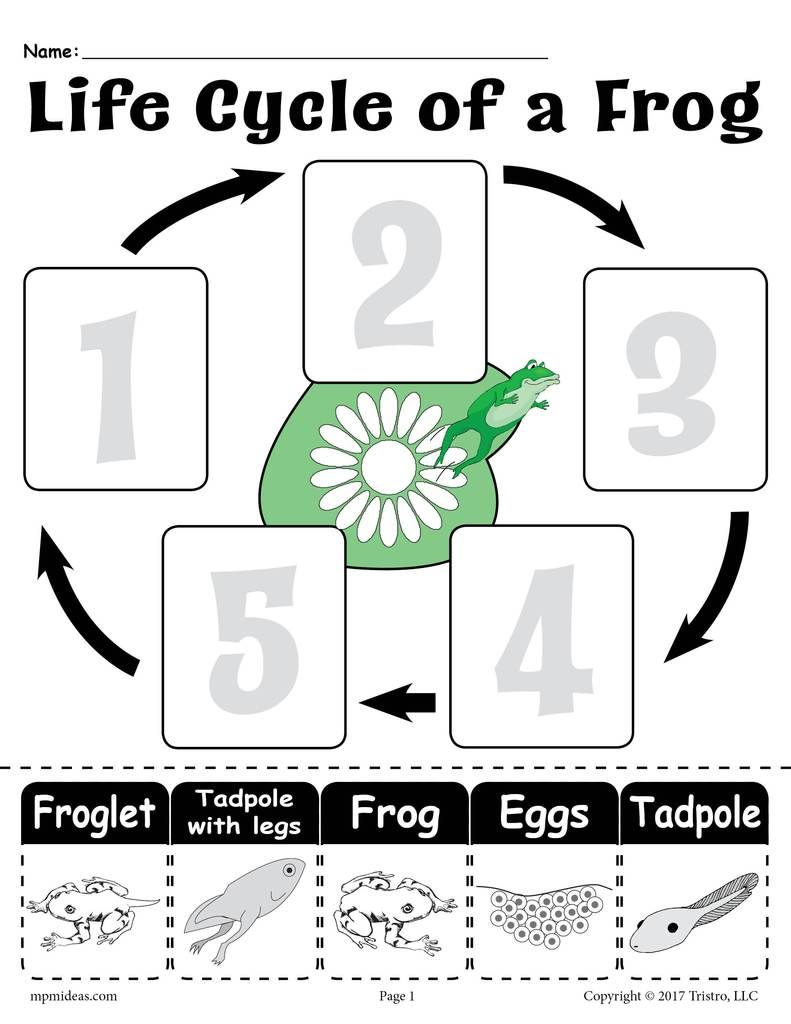 FREE Life Cycle Of A Frog Printable Worksheet Frog Life Cycle