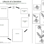 Free Plant Life Cycle Worksheet Printables Free Printable