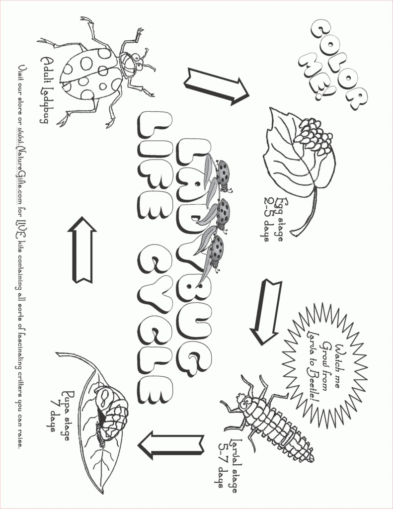 Free Plant Life Cycle Worksheet Printables Free Printable