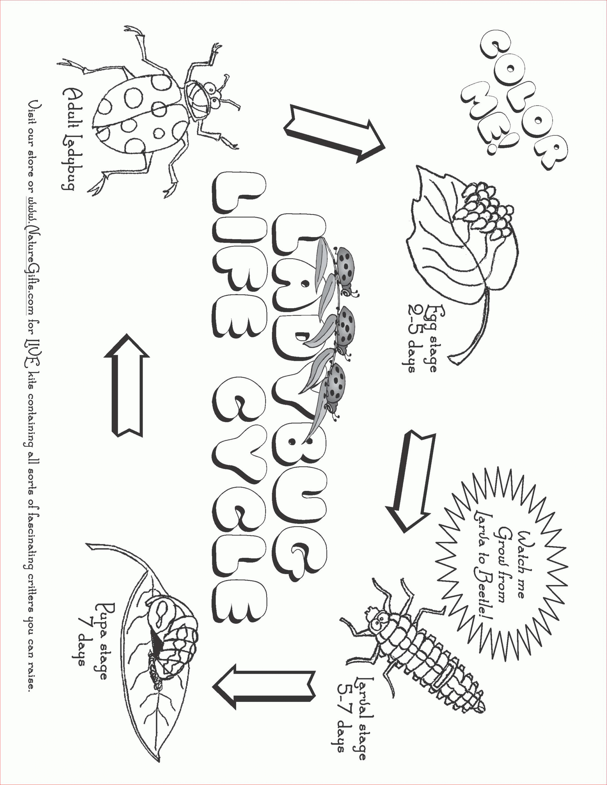 Free Plant Life Cycle Worksheet Printables Free Printable