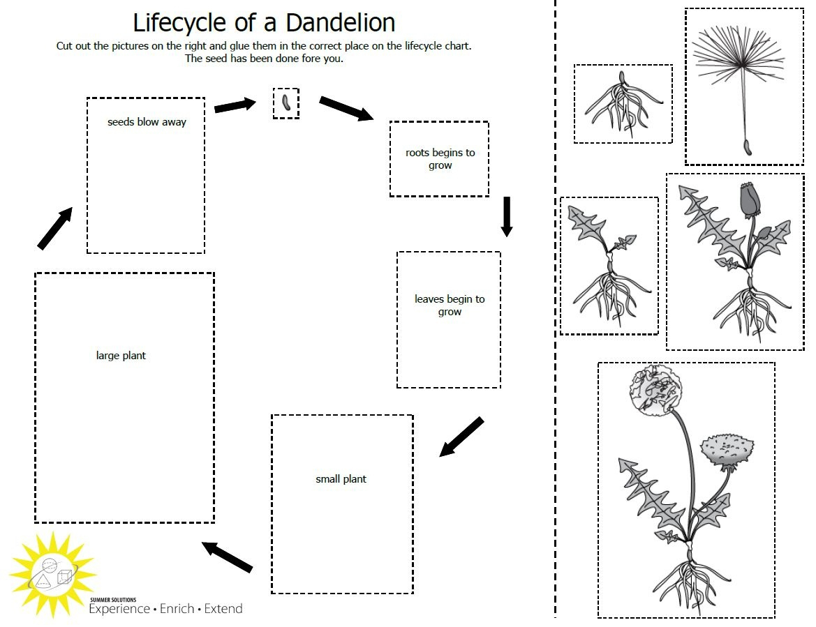 Free Plant Life Cycle Worksheet Printables Free Printable