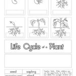 Free Plant Life Cycle Worksheet Printables PRINTABLE TEMPLATES