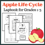 Free Printable Apple Life Cycle Worksheets For Kids