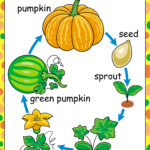 Free Printables Of The Parts And Life cycle Of A Pumpkin TeachersMag