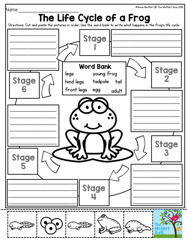 Frog Life Cycle Worksheet 1st Grade Printable Maths Sheets For Kids