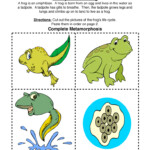 Frog Life Cycle Worksheet Have Fun Teaching