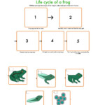 Frogs Life Cycle Worksheet