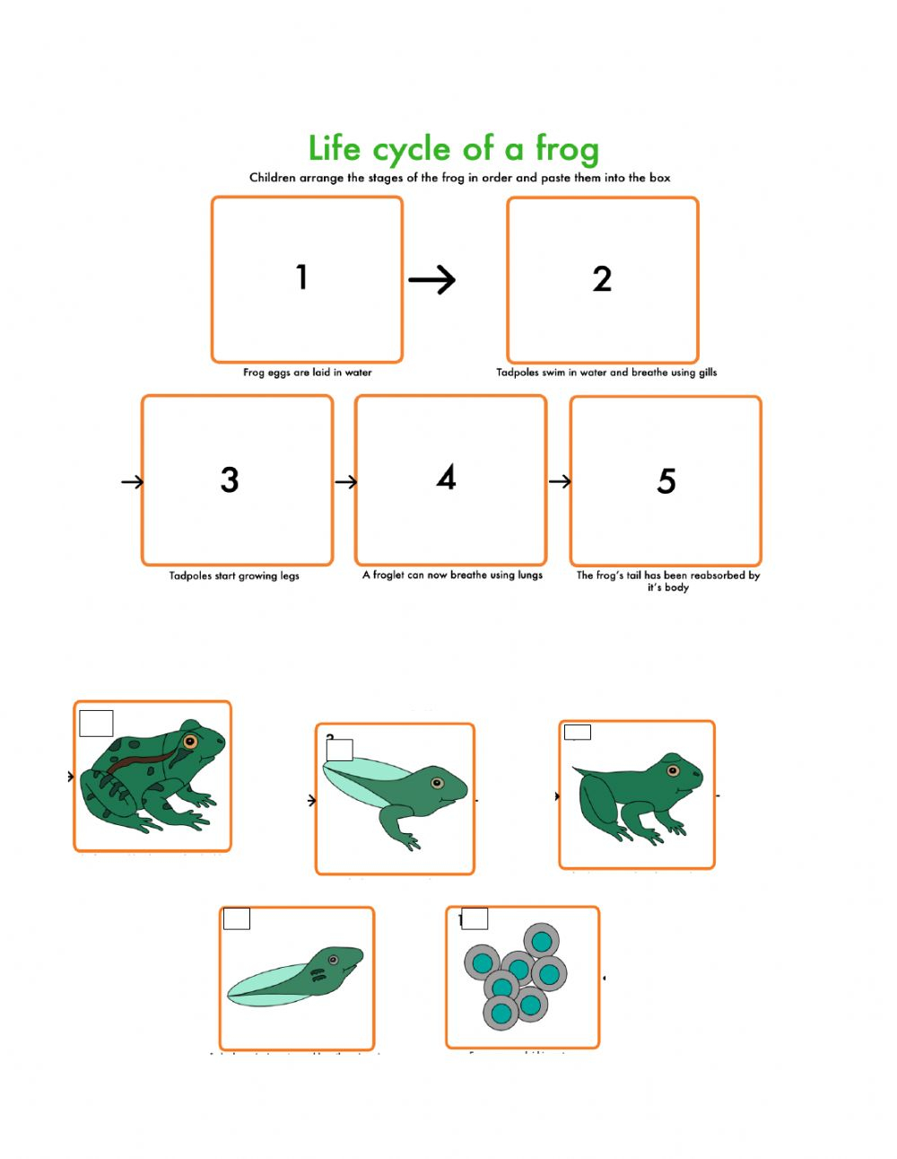 Frogs Life Cycle Worksheet