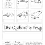 Frogs Life Cycle Worksheet
