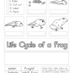 Frogs Life Cycle Worksheet Word Worksheet