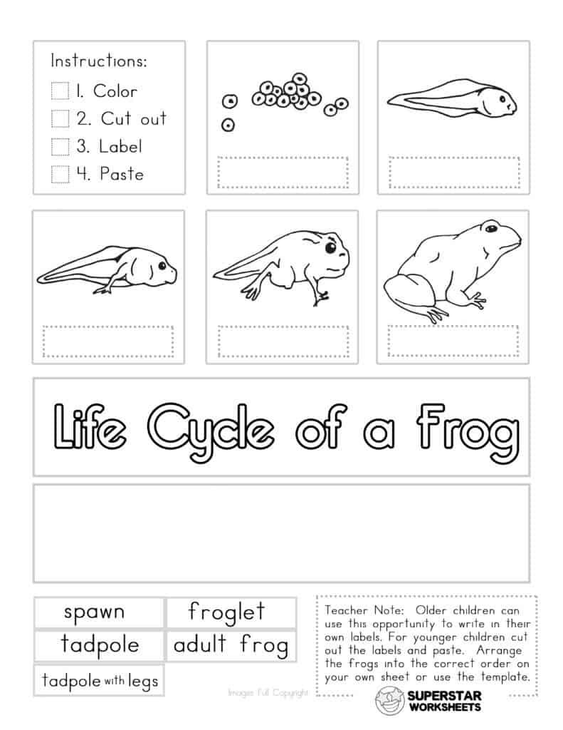 Frogs Life Cycle Worksheet Word Worksheet