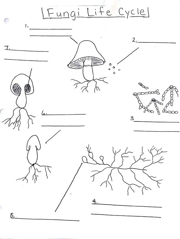 Fungi Lesson Label Life Cycle Life Science Classroom Science 