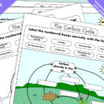 GCSE Biology Carbon Cycle Worksheets And A3 Wall Posters UPDATED