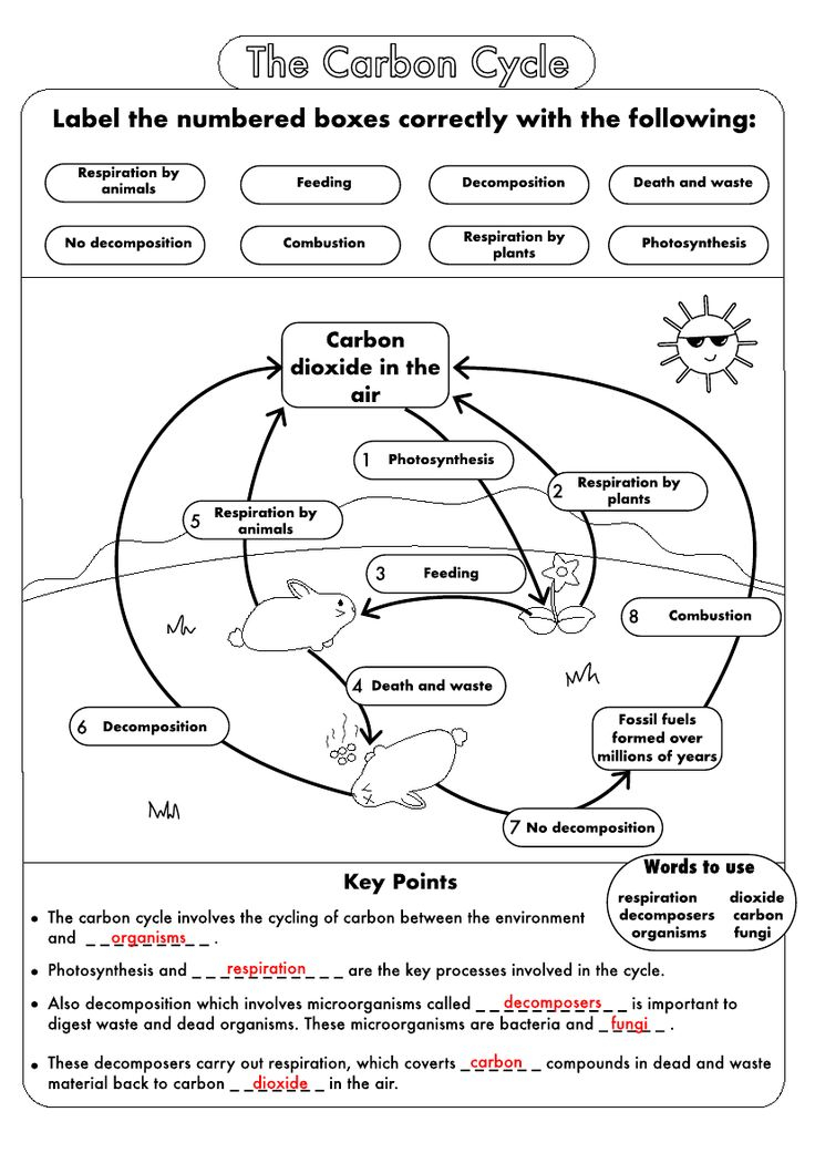 GCSE Biology Carbon Cycle Worksheets And A3 Wall Posters UPDATED 