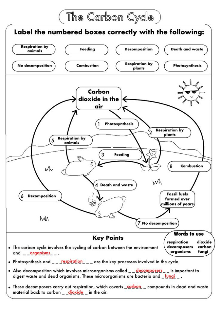 GCSE Biology Carbon Cycle Worksheets And A3 Wall Posters UPDATED 