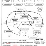 GCSE Biology Carbon Cycle Worksheets And A3 Wall Posters UPDATED Teaching Resources Biology