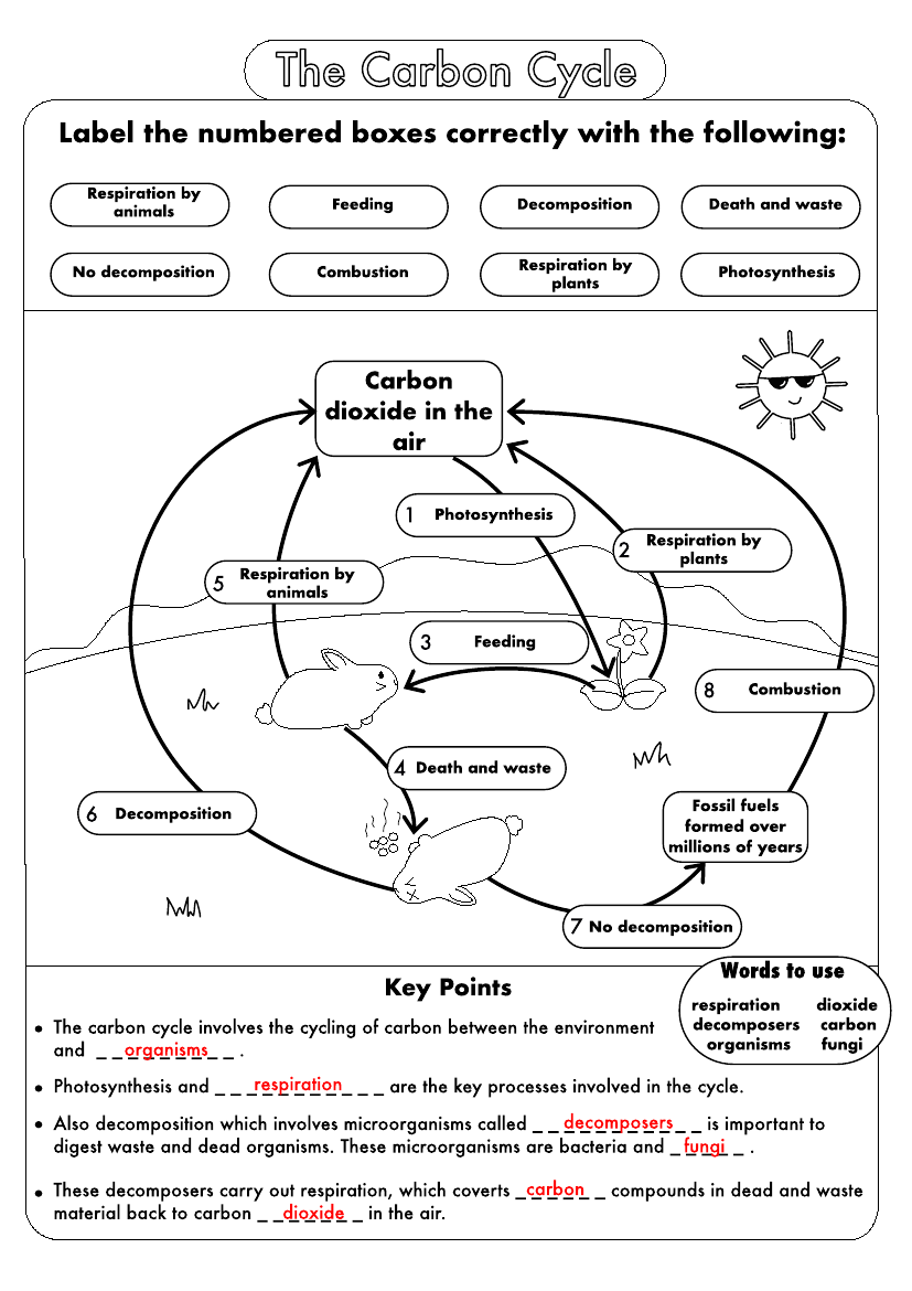 GCSE Biology Carbon Cycle Worksheets And A3 Wall Posters UPDATED Teaching Resources Biology 