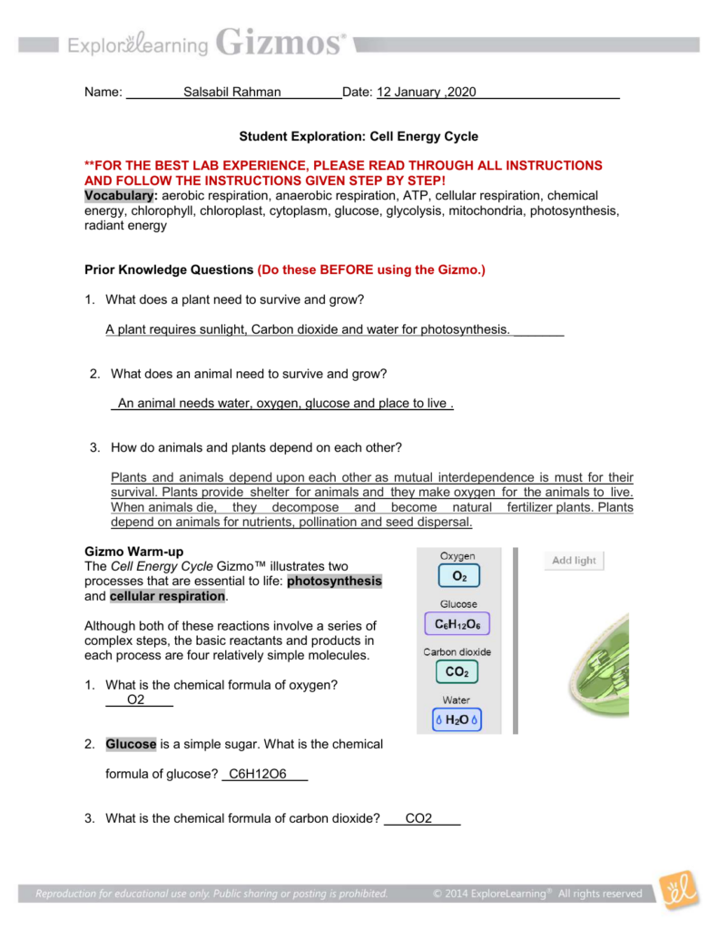 Gizmo Worksheet Answers Carbon Cycle Eartheable