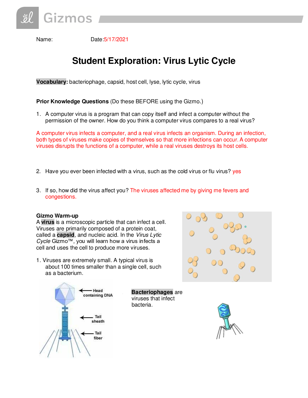 GIZMOS Student Exploration Virus Lytic Cycle With Answers 100 Correct 