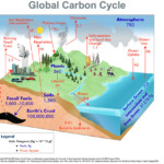 Global Carbon Cycle The Carbon Cycle Refers To The Continu Flickr