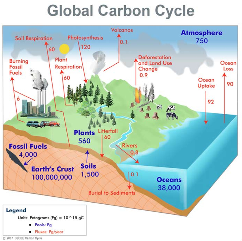 Global Carbon Cycle