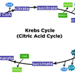 Glycolysis And Citric Acid Cycle Jeopardy Template