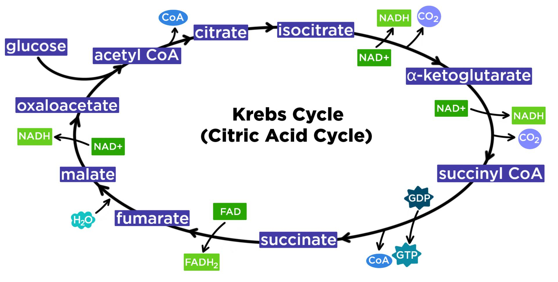 Glycolysis And Citric Acid Cycle Jeopardy Template