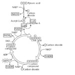 Glycolysis And Krebs Cycle Diagram Krebs Cycle Biology Units